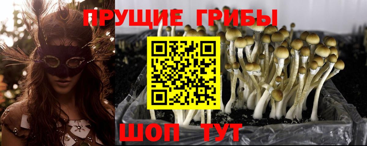 Псилоцибиновые грибы Cubensis  наркота  Видное  Вход с VPN 